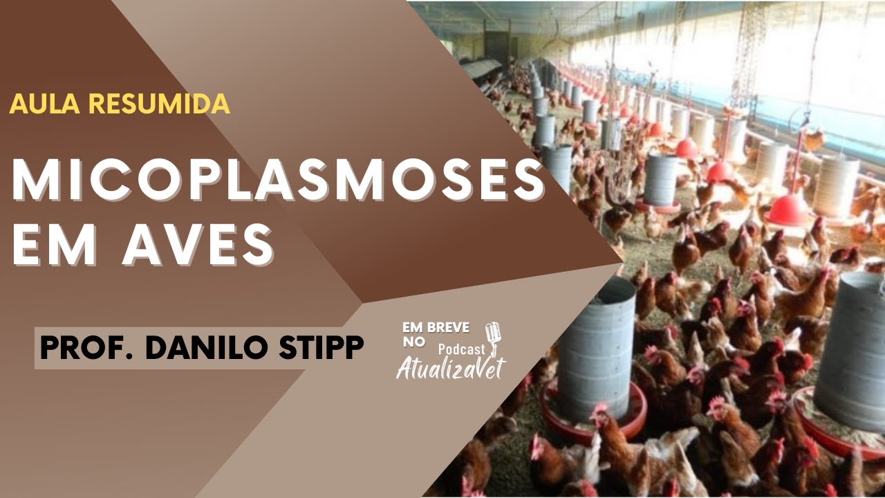Micoplasmose em aves - AtualizaVet