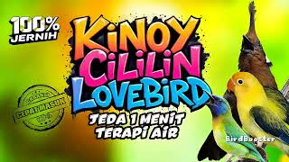 Download lagu MASTERAN SATU JALUR TEMBAKAN TAJAM (KINOI CILILIN LOVEBIRD) JEDA TERAPI AIR mp3 Download lagu MASTERAN SATU JALUR TEMBAKAN TAJAM (KINOI CILILIN LOVEBIRD) JEDA TERAPI AIR mp3
