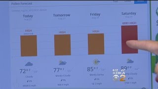 Ragweed Pollen Count High, Making Some Allergy Sufferers Miserable