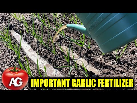 , title : 'Those who know how to grow garlic will not tell you about this fertilizer'