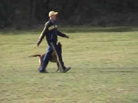 Felix Ho with Eclipse van de Duvetorre, 2009 Belgian Special CAC Winner - 95 95 96, Obedience