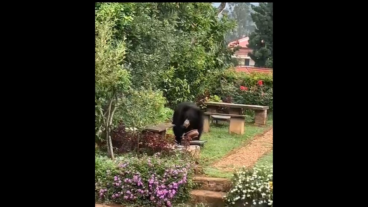 இரவும் பகலும் குன்னூரில் சுற்றித் தெரியும் கரடி