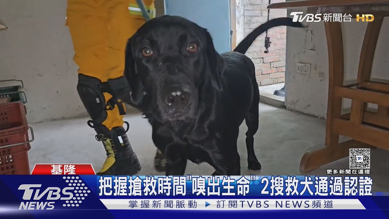 把握搶救時間「嗅出生命」2搜救犬通過認證