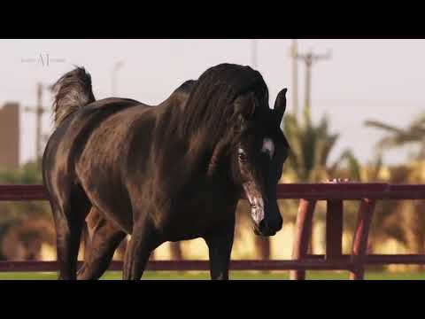 AL GHANAYIM STUD - kuwait