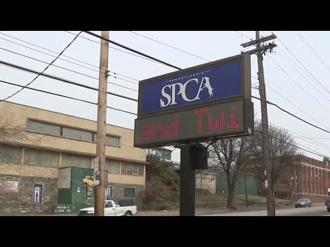 Pennsylvania SPCA Reducing Adoption Fees By 50% For Dogs 40 Pounds Or More