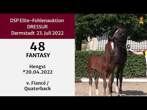 KN 48: Hengstfohlen v. Fiancé/Quaterback