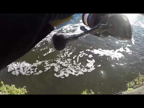 Quick, Oswego River king salmon float fishing catch.