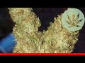 Dj Short Blueberry - All About This Strain