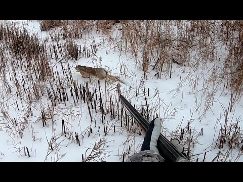 ЗАЯЦ ЧУТЬ С НОГ НЕ СБИЛ ОХОТА НА ЗАЙЦА Троплением