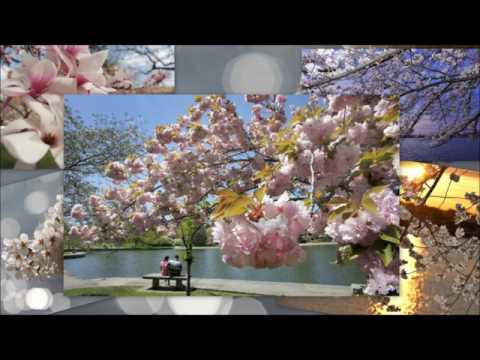 Aleksandar Aca Slepčević   Sve Behara