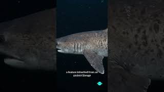 Download lagu This Ancient Shark Has Six Gills 🦈🌊 #deepsea #marinelife #ocean mp3