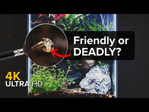 Pea Puffer Aquarium Guide | My tank Ep. 5