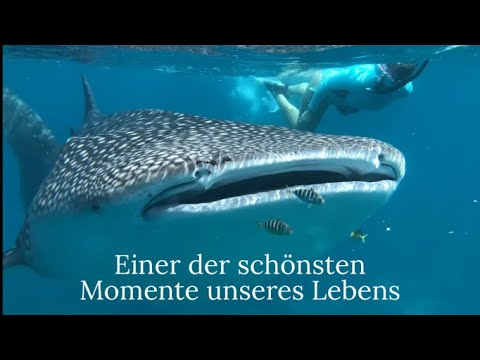 Schnorcheln mit dem größten Fisch der Welt - Walhaie auf den Malediven