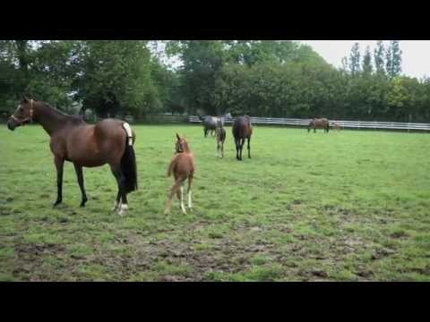 comment prendre licence equitation