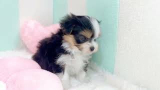 ハーフ犬の動画01