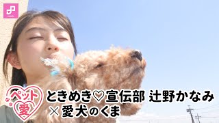 【ペット愛】辻野かなみ（ときめき♡宣伝部）× 愛犬のくま vol. 2