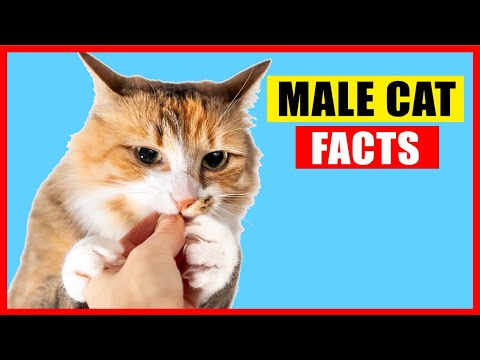 17 Surprising Facts About Male Cats - YouTube