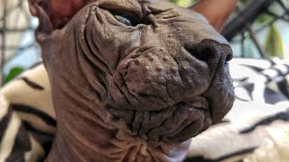 Beautiful Sphynx Cats 🐾 Wrinkles Close Up