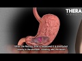 This Is How Zinc Carnosine Works