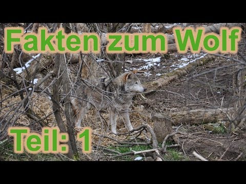 Fakten zum Wolf und dessen Rückkehr - Teil 1 / Wolf- und Bärenpark / Nature Trails