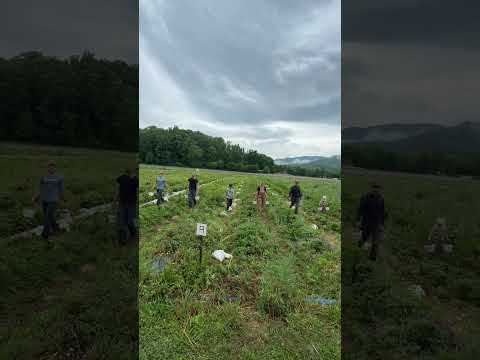 Picking Gallons of Strawberries