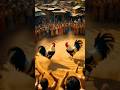 Fall Rise Win A Rooster S Tale Of Grit Mysteries Shorts Ytshorts Hens Trending Viral