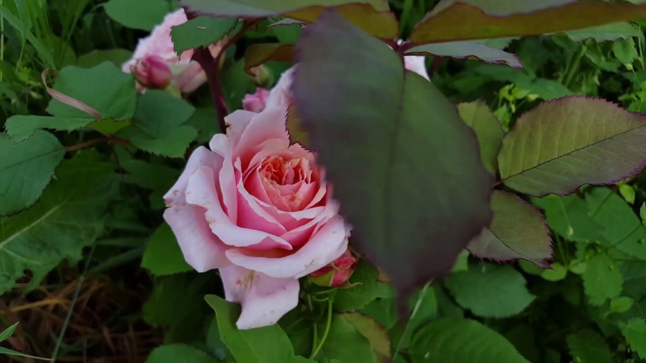 Роза Paul Bocuse _18.07.2017_1080HD