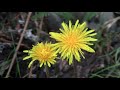 NATURE Video 17 Minutes Of Beautiful Fascinating Flowers And Plants HD Format Uncut Natural State