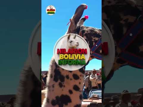 Curahuara de Carangas muestra su riqueza cultural en la XXXI Expoferia Integral de Camélidos 2026