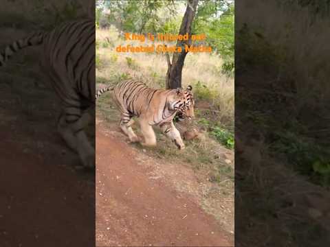 छोटा मटका King is injured not defeated #shortvideo#chotamatka The king on Tadoba #shorts #tigerfight