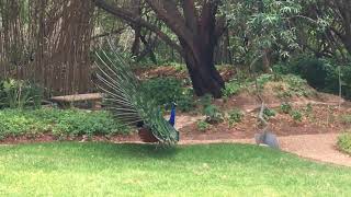 Wisdom of The Peacock