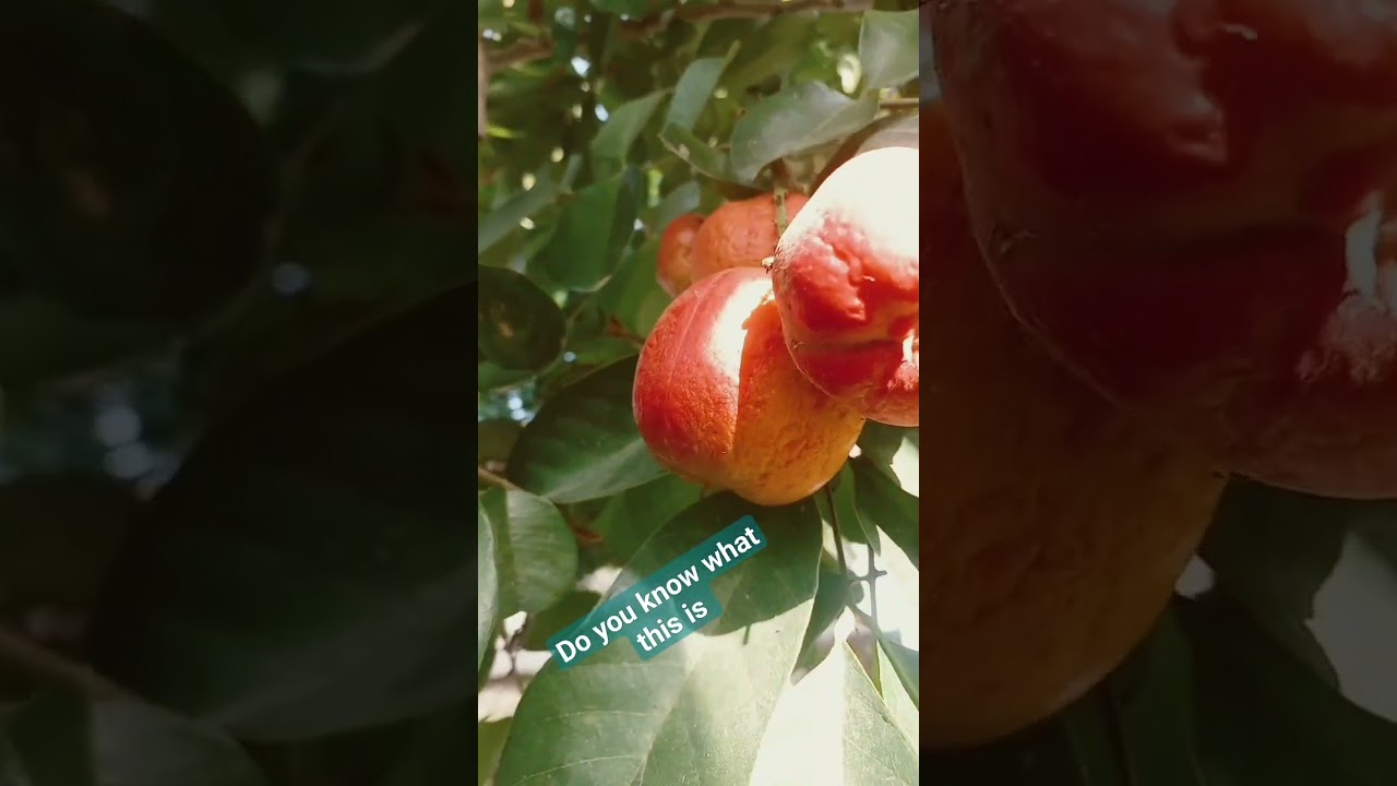 (Junior R) do you know what this is #youtube#ytshorts#youtubeshorts