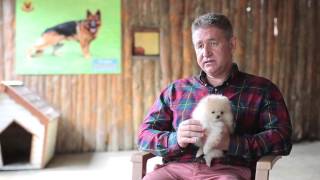 Pomeranian cinsi köpekler nasıl eğitilir?
