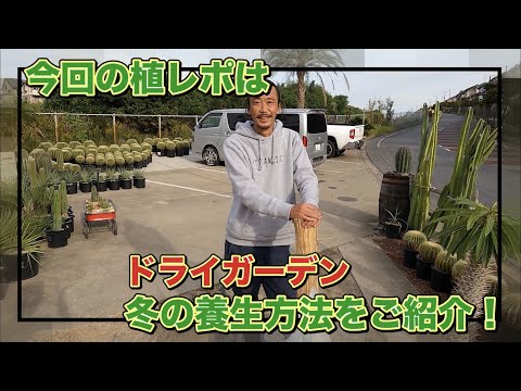園芸 サボテンの越冬