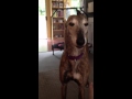 Funny Greyhound Loves Food - FOUND 