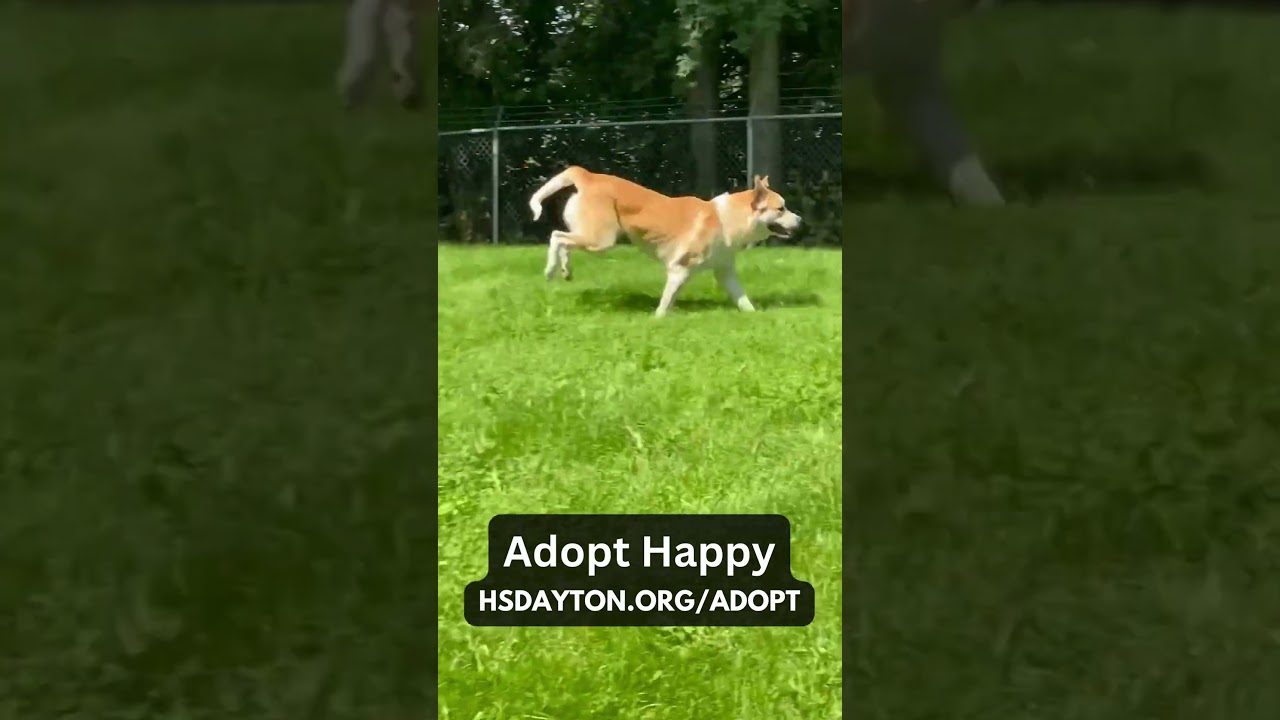Enlarge Happy, a Adoptable mixed breed in Springboro, OH video 6/6