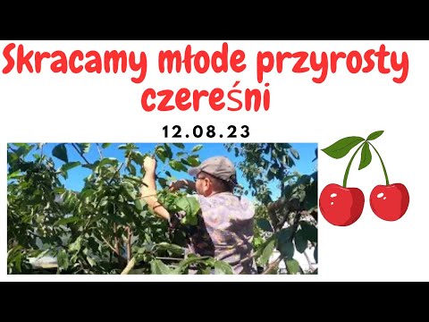Czy skracamy młode pędy na czereśni?🍒🍒🍒