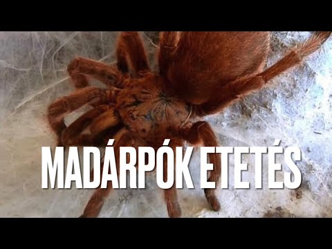 Mely szakember kezeli a parazitákat - lakatos1.hu