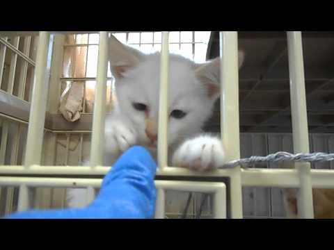 伊那保健所に収容されている猫2015.9.26