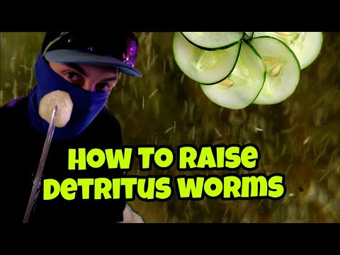 How to Successfully Raise Detritus Worms in a Jar Aquarium