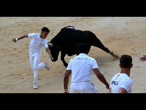 NIMES (25/05/2023) - Les meilleurs moments de la Royale de la manade Saumade