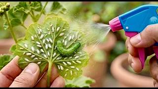 How to Get Rid of Whiteflies on Any Plants (Works Every Time!) 🔥