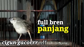 Download lagu masteran ciblek gunung gacor full bren mp3