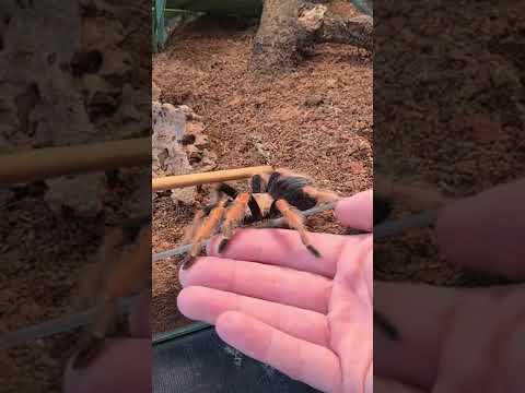 Tips On Handling Your Tarantula! 😬🕷🕸 #shorts