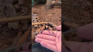 Tips On Handling Your Tarantula! 😬🕷🕸 #shorts