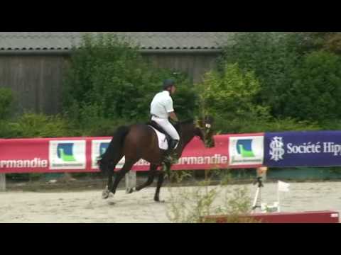 Ramses Paluelle- jumping stallion  (SF) by Quite easy