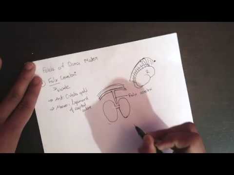 Dura mater : Anatomy and Folds of Dura mater