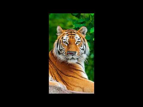 Efecto de Sonido - Tigre Rugido 🐯🍃✨