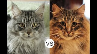 Norwegian Forest Cat-The Facts Every Owner Of This Cat Breed Should Know | Norwegian Forest Cat