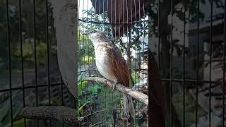 Download lagu SUARA BURUNG TRUCUKAN❗❗❗ mp3